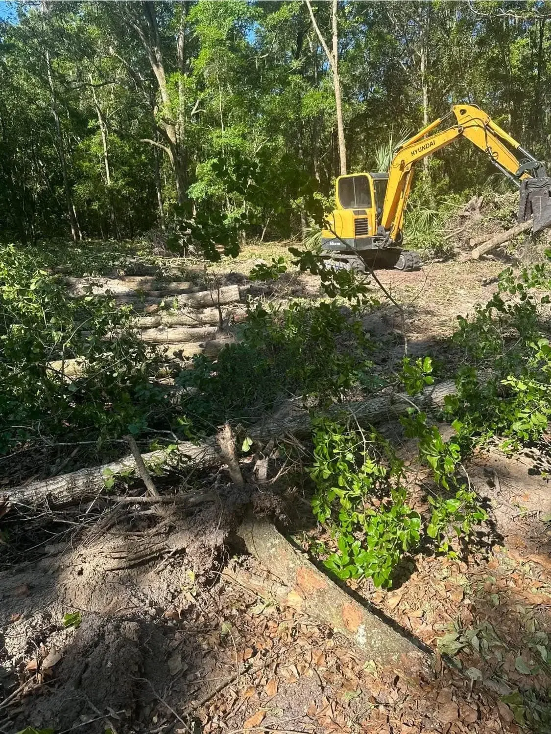 Tree Service